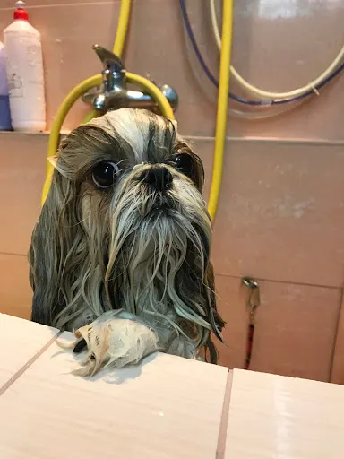 Psi Fryzjer Rzeszów "Psia Elegancja"